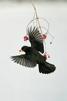 Guelder: Blackbird - Male in flight feeding on Guelder Rose
