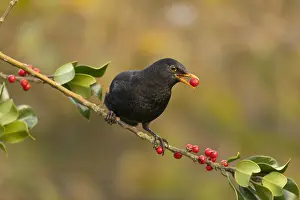 Blackbirds: Blackbird - Male - on Holly - Cornwall - UK