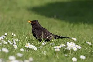 960521: Blackbird - male on lawn with diasies