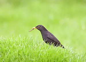 Earthworms: Blackbird - male on lawn with worm