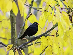 Blackbirds: Blackbird - male perched in Cherry tree, in autumn