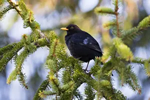 Albinos: Blackbird - male perched in fir tree, with several