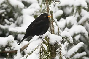 Blackbirds: Blackbird - male perched in snow covered fir tree
