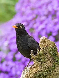 Geoff Du Feu: Blackbird - male perched on wooden stump with Aubrieta behin