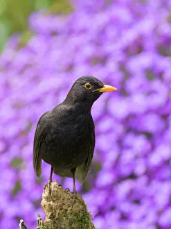 Geoff Du Feu: Blackbird - male perched on wooden stump with Aubrieta behin