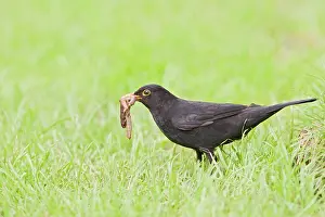 Pulling: Blackbird - male pulling worm