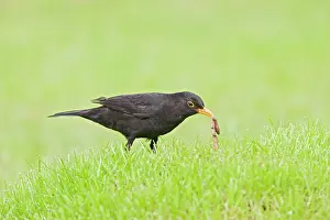 Pulling: Blackbird - male pulling worm