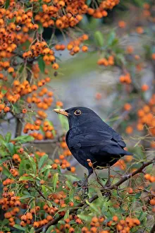 Pyracantha: Blackbird - male - in pyracantha bush