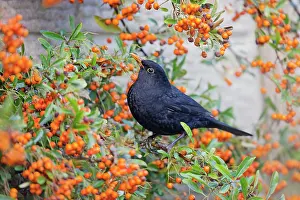 Pyracantha: Blackbird - male - in pyracantha bush - winter