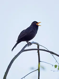 Geoff Du Feu: Blackbird - male singing from tree branch