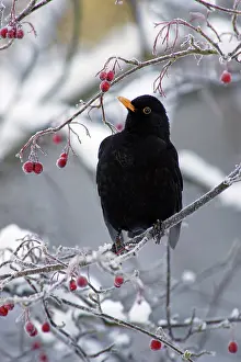 Haws: Blackbird - Male sitting in hawthorn bush in winter