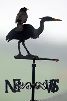 Vane: Blackbird - Male sitting on 'Heron' weather-vane