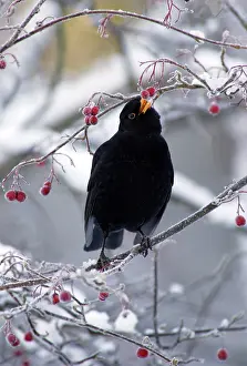 Haws: Blackbird - Male, sitting in snow covered hawthorn