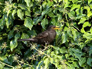 Swallowing: Blackbird - male about to swallow Common Ivy (Hedera