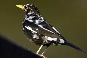 Partially: Blackbird - male with white feathers, partially albino