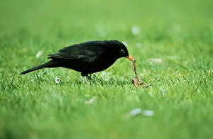 Annelids: BLACKBIRD - male with worm