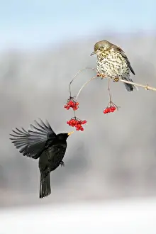 Guelder: Blackbird - With Mistle Thrush (Turdus viscivorus)