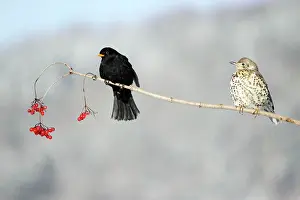 Guelder: Blackbird - With Mistle Thrush (Turdus viscivorus)