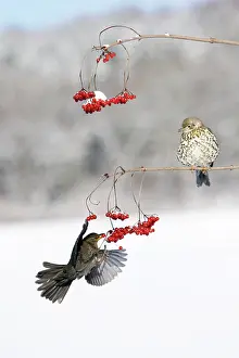 Guelder: Blackbird - and Mistle Thrush (Turdus viscivorus)