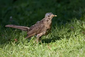 Scruffy: Blackbird moulting and scruffy