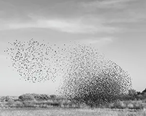 Murmuration: Blackbird murmuration, Bosque del Apache National Wildlife