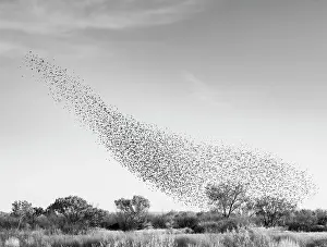 Murmuration: Blackbird murmuration, Bosque del Apache National Wildlife