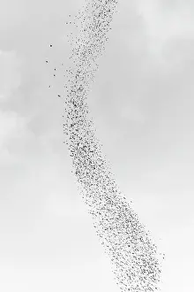Murmuration: Blackbird murmuration, Bosque del Apache National Wildlife