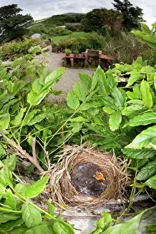 Wisteria: Blackbird - nest in Wisteria with young, (chicks