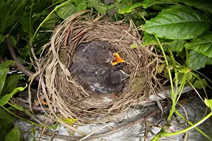 Wisteria: Blackbird - nest in Wisteria with young, (chicks