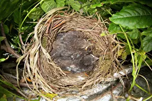 Wisteria: Blackbird - nest in Wisteria with young, (chicks