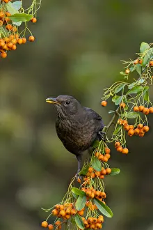 Blackbirds: Blackbird - on Pyracantha - Cornwall - UK