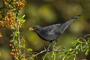 Blackbirds: Blackbird - on Pyracantha Eating Berries - Cornwall - UK