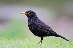 Roy Glen: Blackbird in the rain