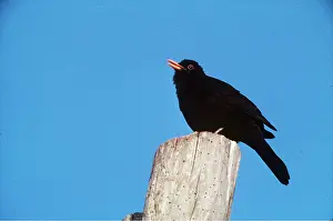 Posts: BLACKBIRD - singing