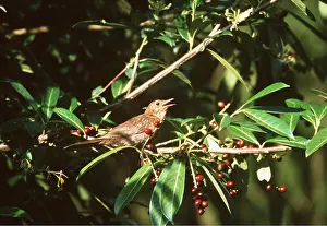 Blackbirds: BLACKBIRD - singing