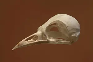 Skull: Blackbird Skull