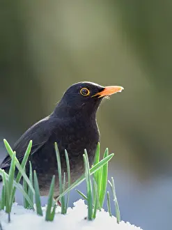 200621: Blackbird in snow