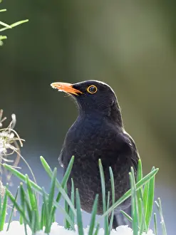 200621: Blackbird in snow