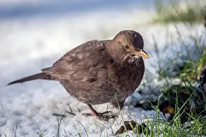 Blackbird: Blackbird in the snow
