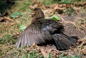Ian Beames: Blackbird - sun bathing