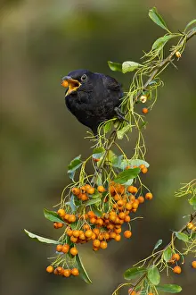 Blackbirds: Blackbird - About to Swallow a Pyracantha Berry