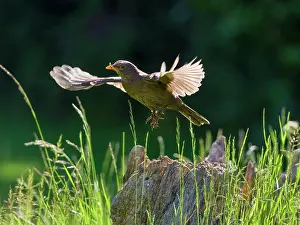 Taking: Blackbird- taking flight from tree stump