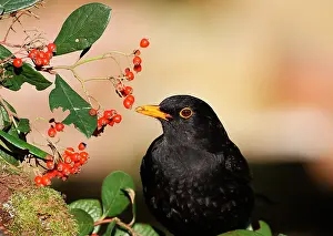Blackbirds: Blackbird (Turdus merula) adult male eating cottonwood