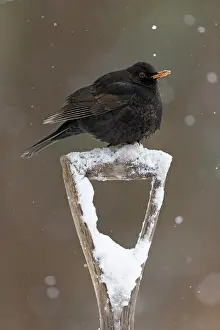 Salad: Blackbird (Turdus merula) adult male, perched on