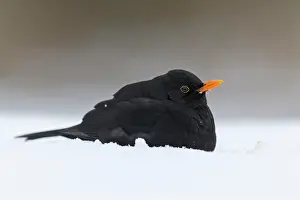 271221: Blackbird (Turdus merula) adult male, perched on