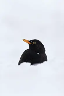 271221: Blackbird (Turdus merula) adult male, standing on