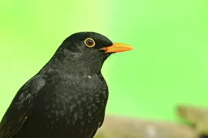Wilnsdorf: Blackbird (Turdus merula), animal portrait, male