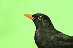 Wilnsdorf: Blackbird (Turdus merula), animal portrait, male