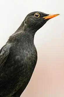Merula: Blackbird (Turdus merula), animal portrait, male
