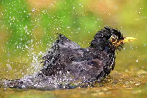 310820: Blackbird (Turdus merula) bathes in shallow water